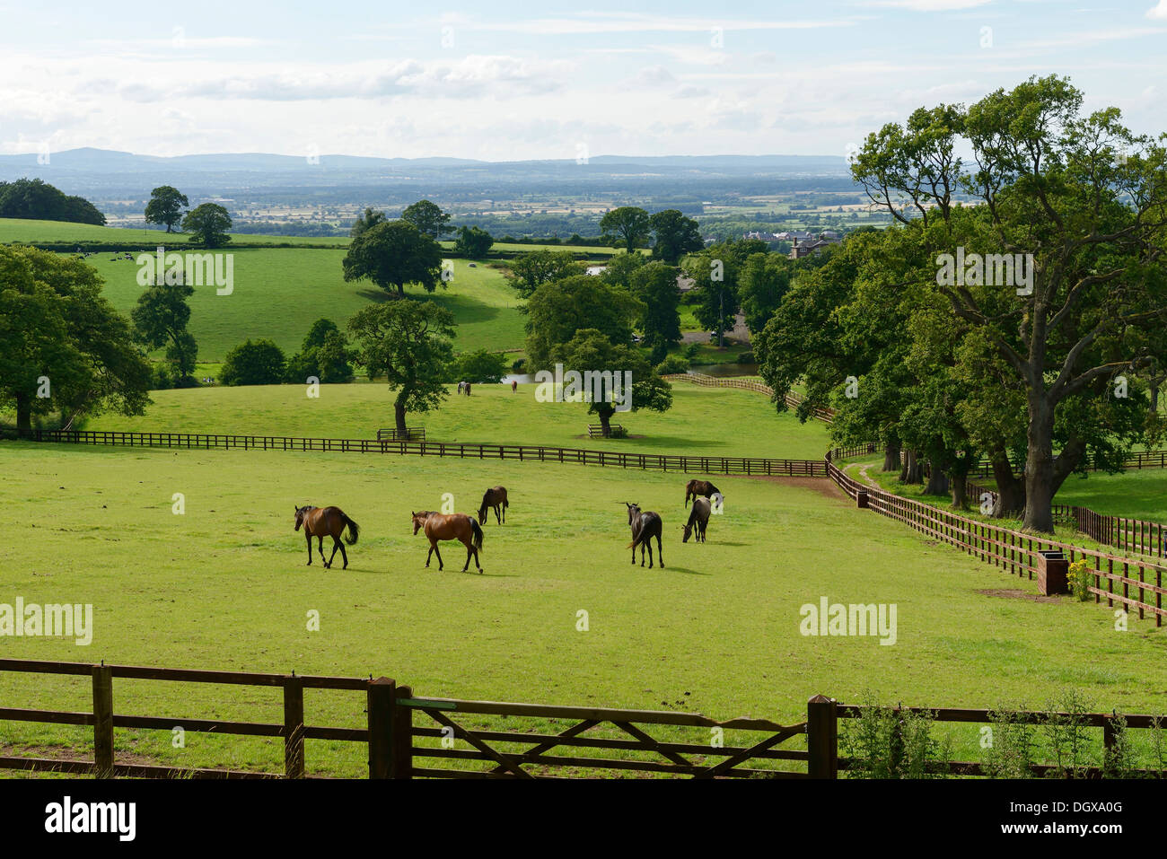 Cheshire, die sanften Wiesen und Land UK Stockfoto