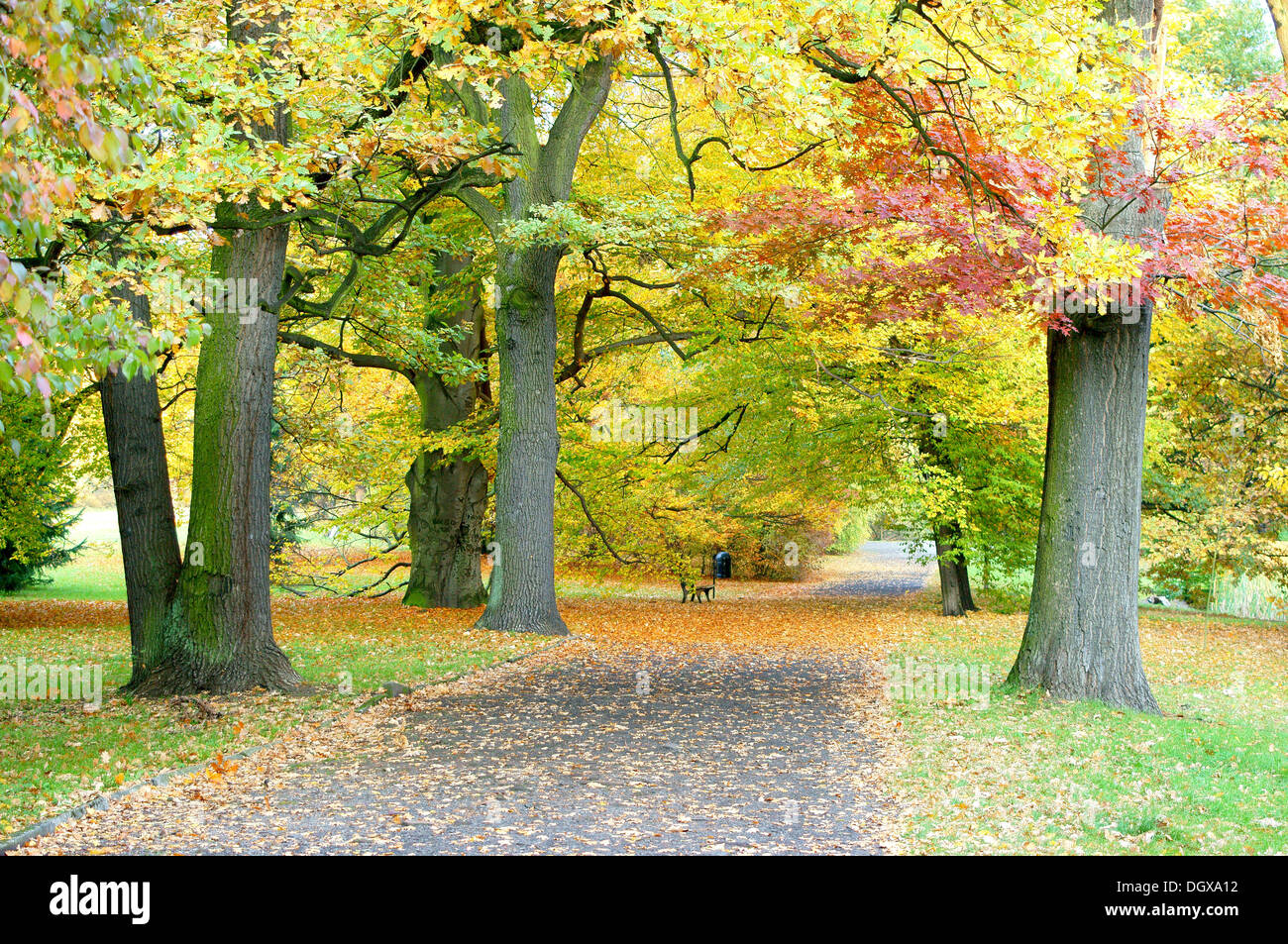 Herbst Park Lane mit bunten Bäumen Stockfoto