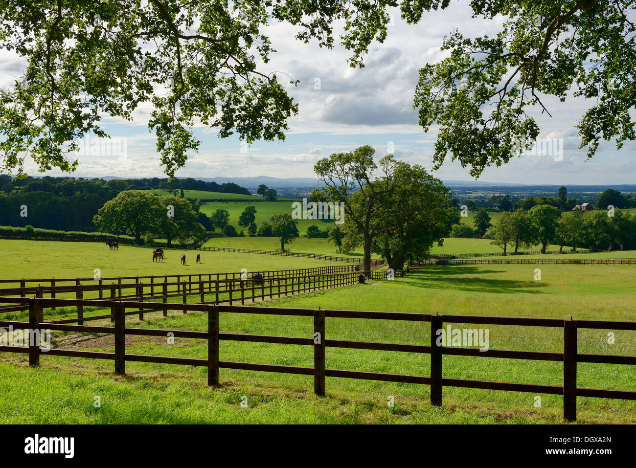 Cheshire, die sanften Wiesen und Land UK Stockfoto