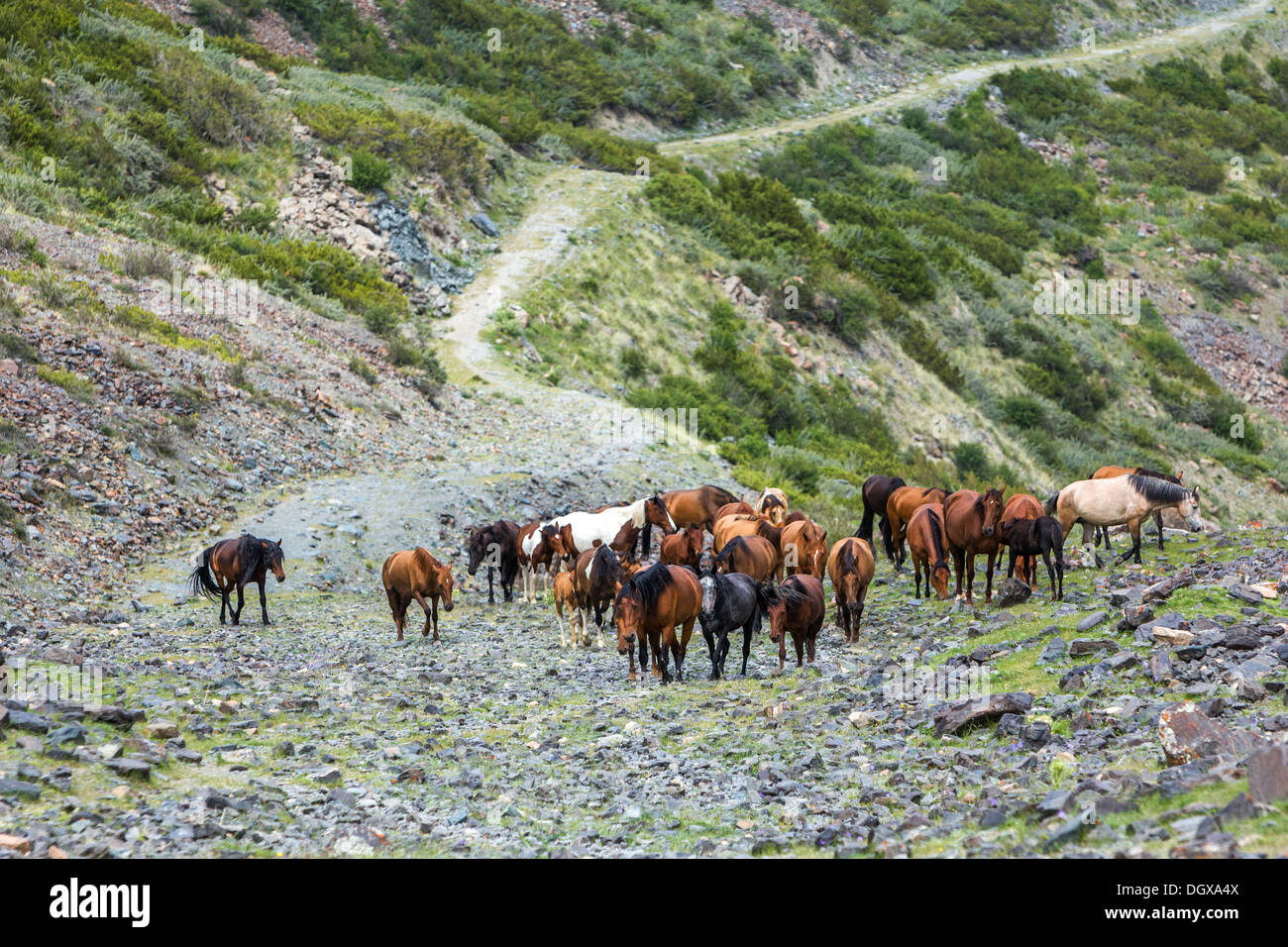 Große Gruppe von Pferden auf steinigen Weg hinauf Stockfoto