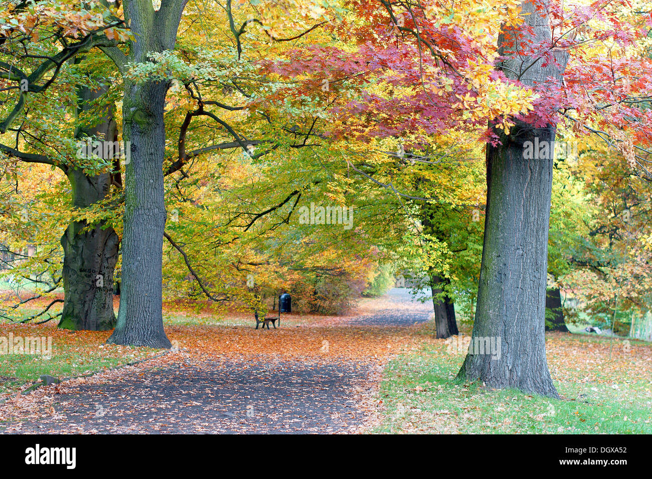 Herbst Park Lane mit bunten Bäumen Stockfoto
