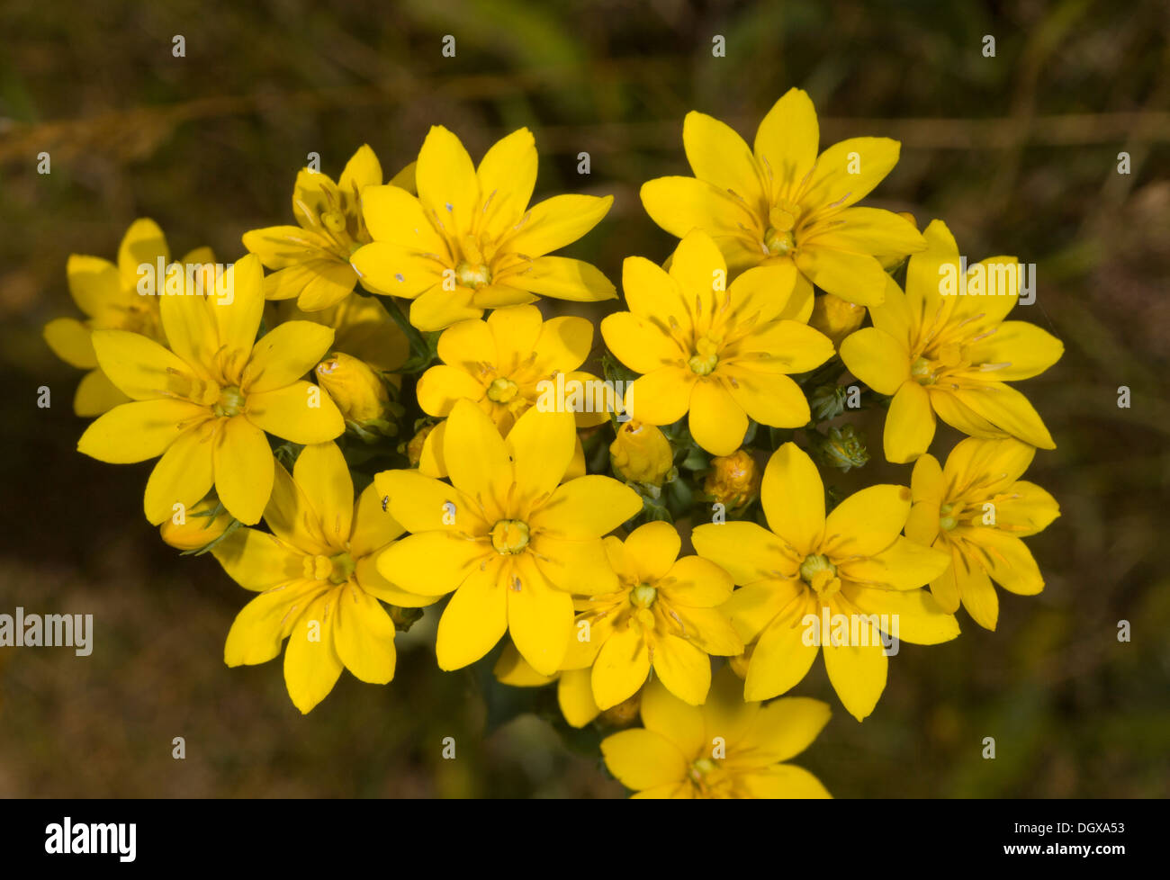 Gelb-Scharte, Blackstonia mitriformis in Blüte auf küstennahen Kreide Downland, Lulworth, Dorset. Stockfoto