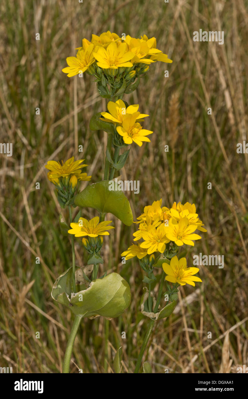 Gelb-Scharte, Blackstonia mitriformis in Blüte auf küstennahen Kreide Downland, Lulworth, Dorset. Stockfoto