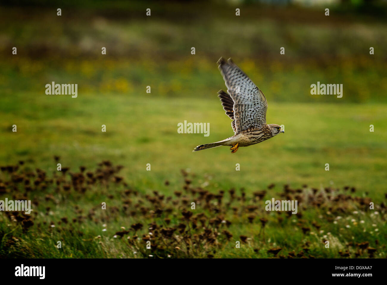 Kornische Kestrel Stockfoto Kornische Kestrel Stockfoto