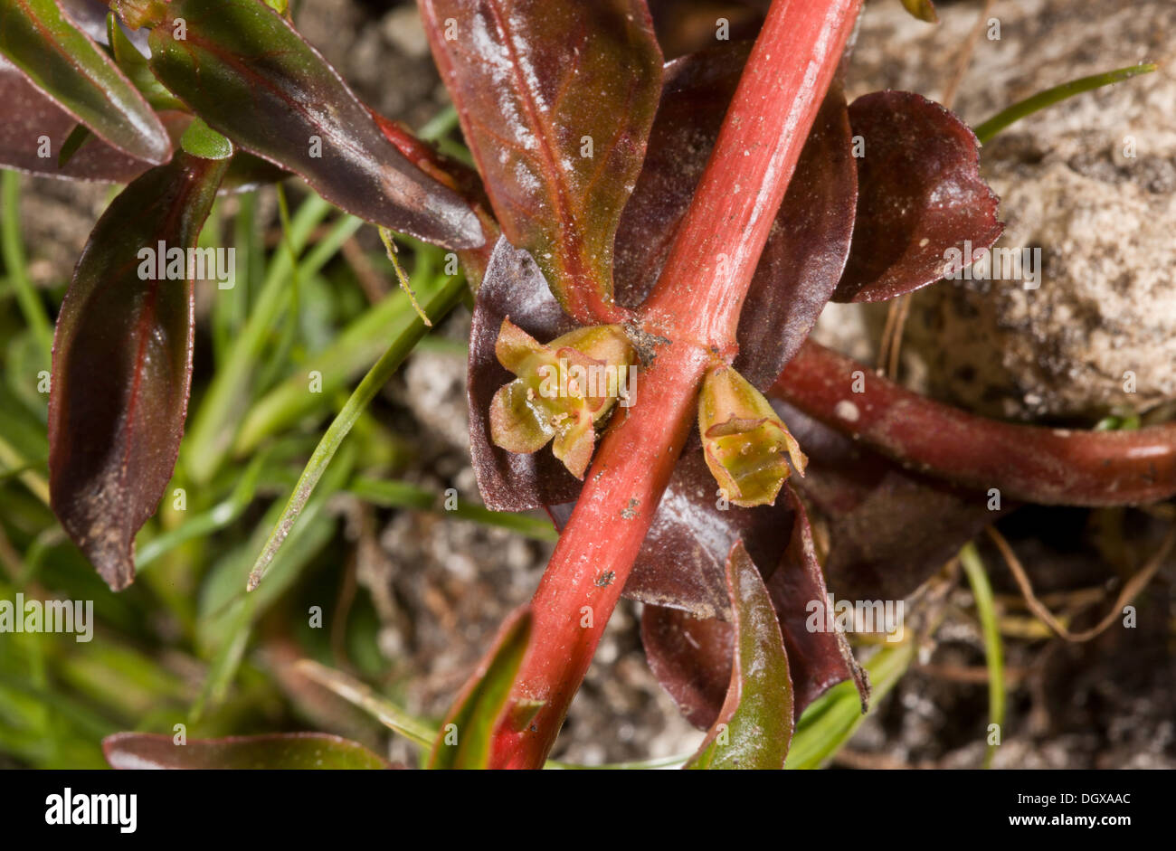 Hampshire-Portulak, Ludwigia Palustris in Blüte, im New Forest Teich. UK-Rarität. Hants. Stockfoto