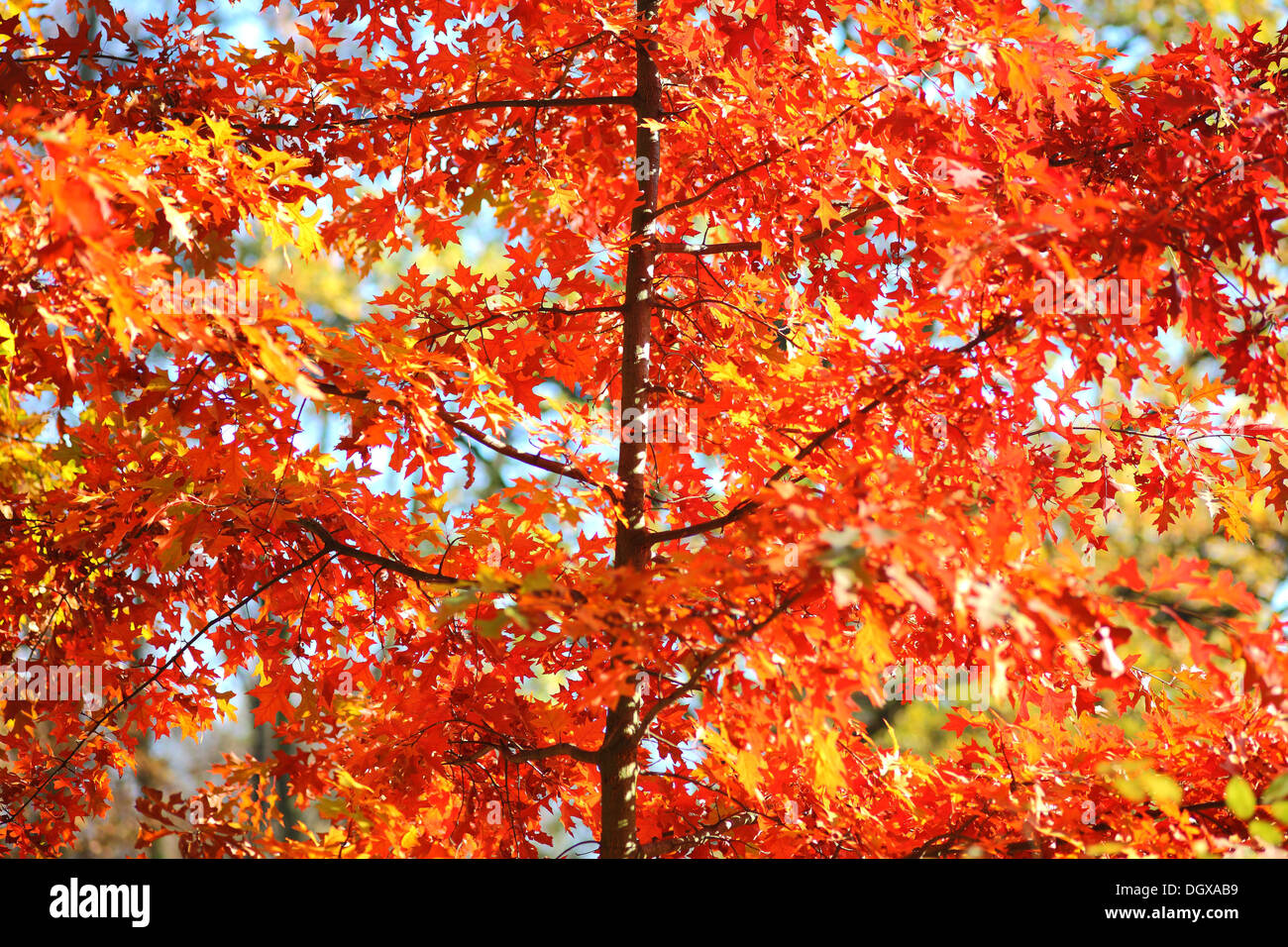 Roten Pin Eiche Blätter Herbstsonne hinterleuchtet stark Quercus palustris Stockfoto