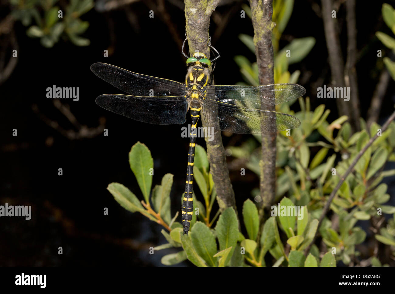 Männliche Gemeine Goldenring / Goldringed Libelle, Cordulegaster boltonii thront durch Strom. Stockfoto