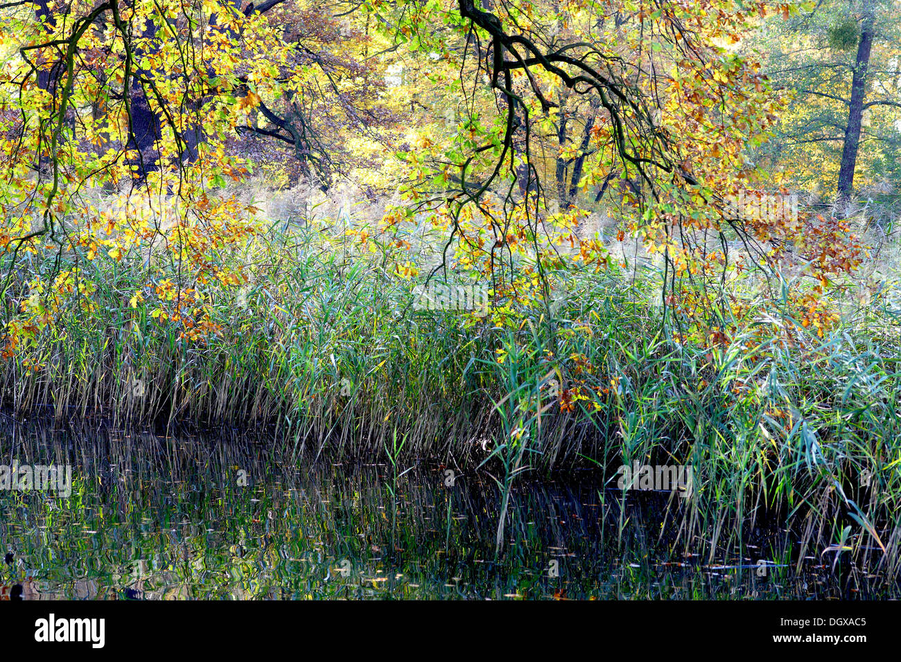 Ruhigen Stillwasser Schilf und Herbstfarben Stockfoto