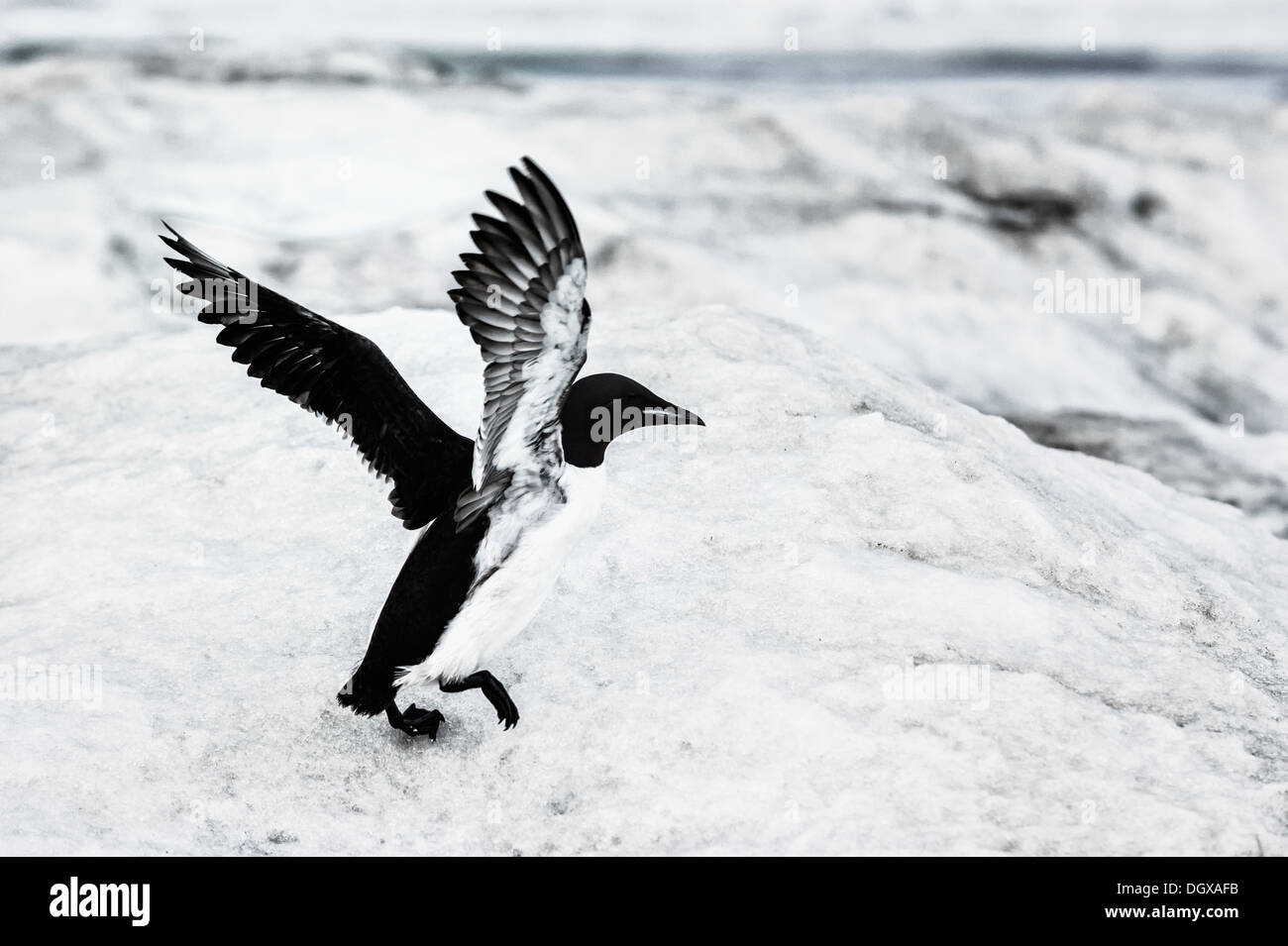 Brunnich von Guillemot oder dick-billed Murre (Uria Lomvia) auf schwimmendes Eis, Herold, Insel, Tschukotka, russischen Fernen Osten Stockfoto