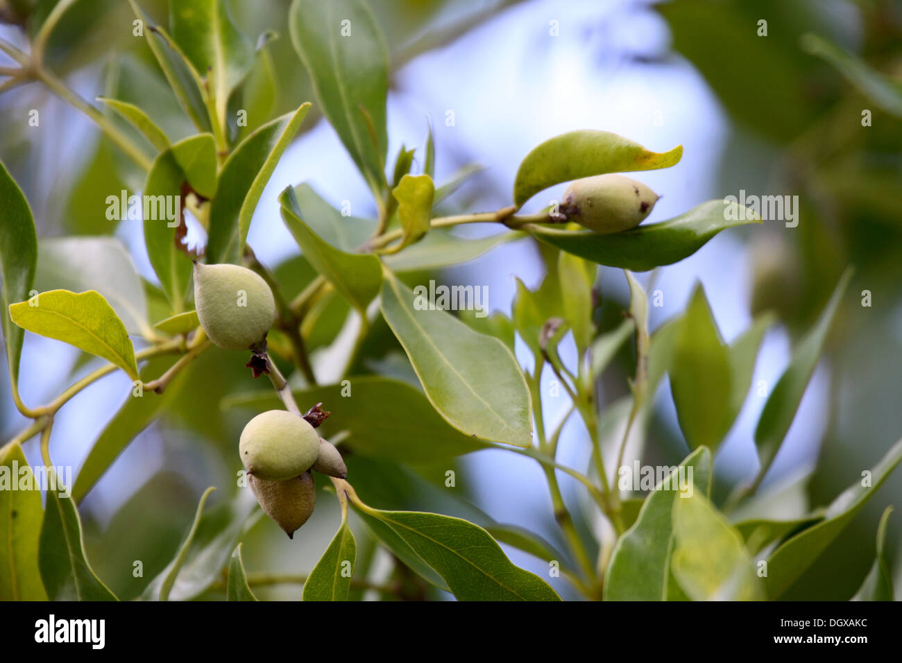 Weiße Mangrove Avicennia Marina in Obst auf den Seychellen Stockfoto