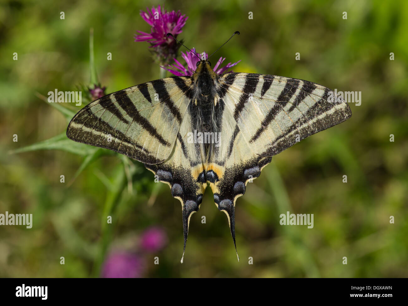 knappen Schwalbenschwanz Schmetterling Stockfoto