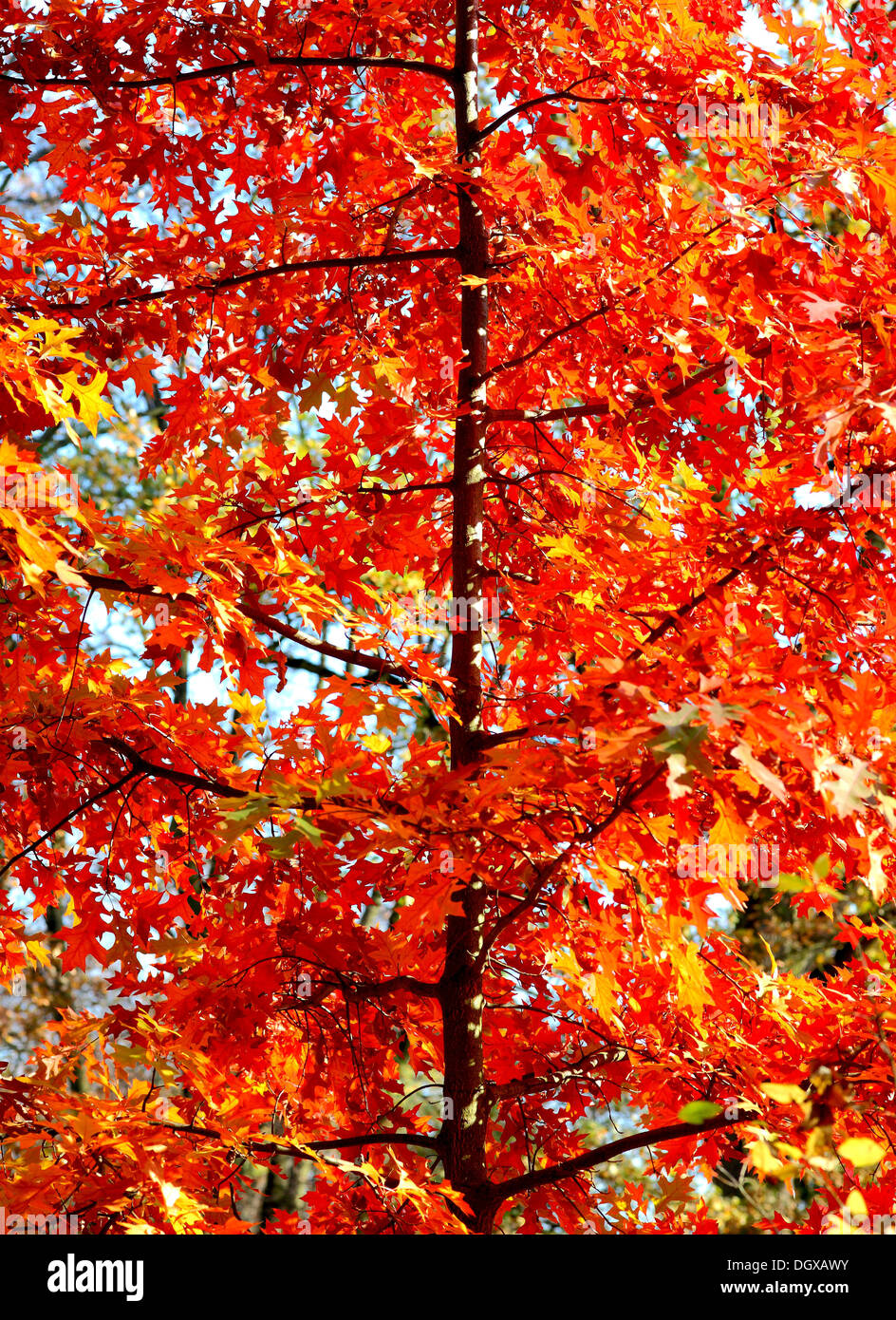 Roten Pin Eiche Blätter Herbstsonne hinterleuchtet stark Quercus palustris Stockfoto