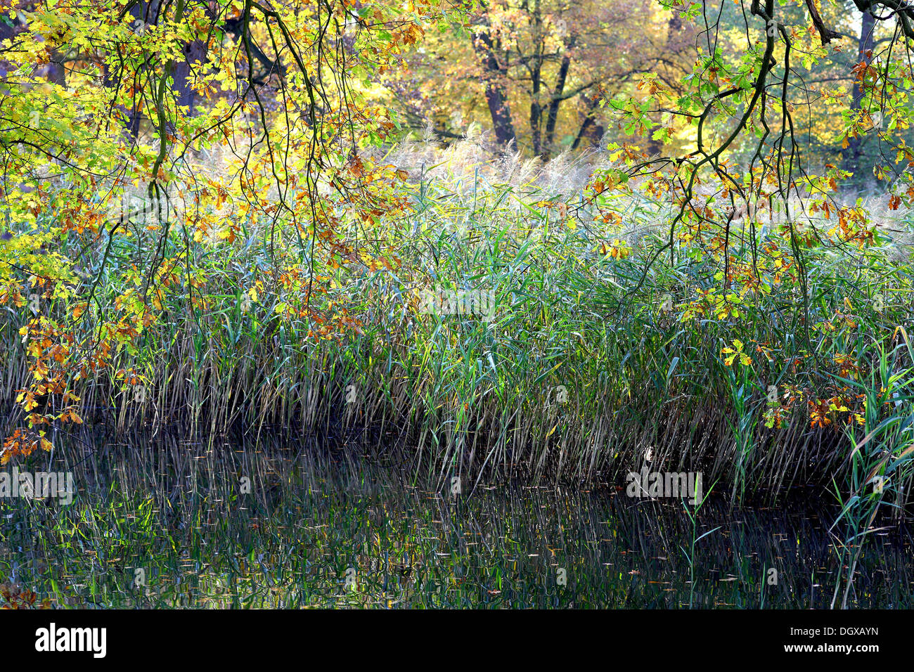 Ruhigen Stillwasser Schilf und Herbstfarben Stockfoto