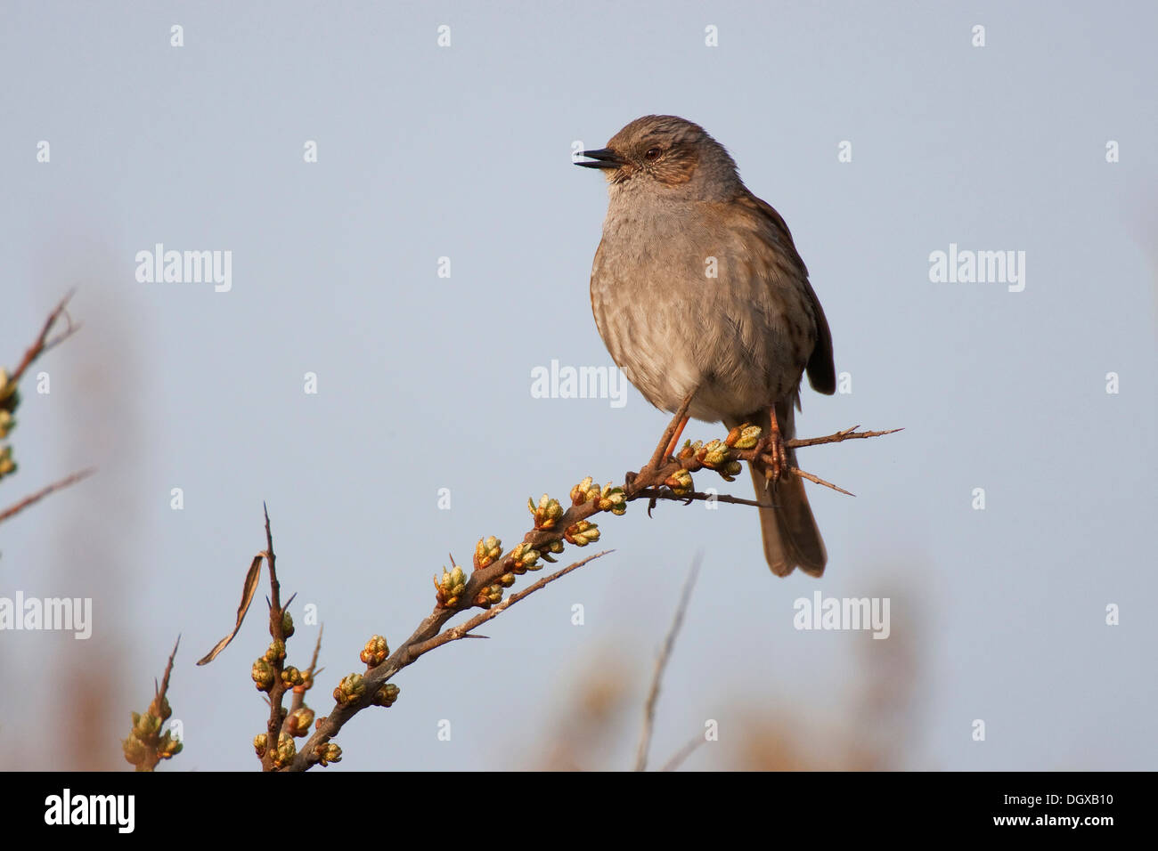 Heckenbraunelle, Hedge beobachtet, Hedge Sparrow oder Hedge Warbler (Prunella Modularis), singen, Texel, Niederlande, Europa Stockfoto