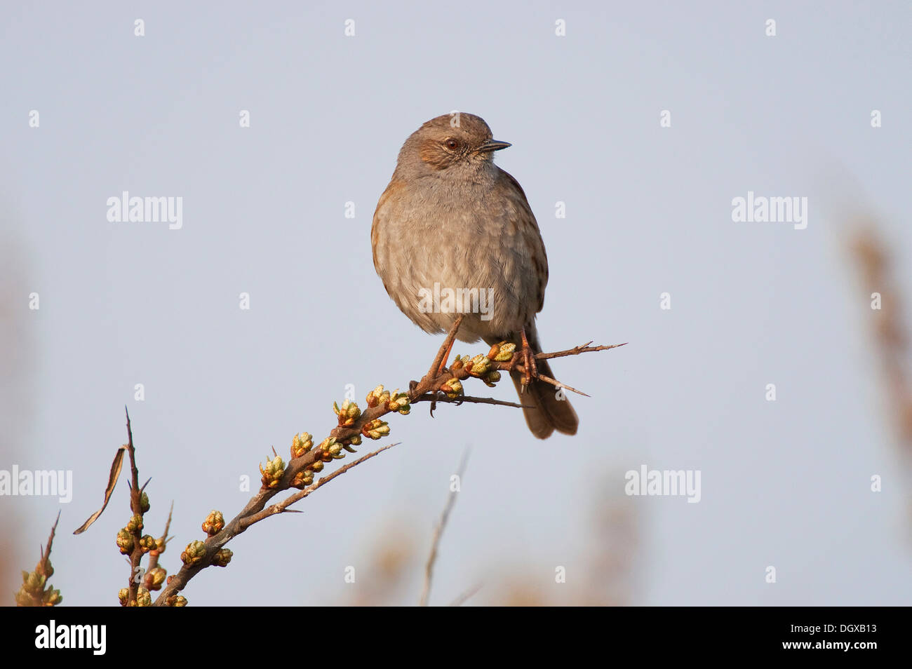 Heckenbraunelle, Hedge beobachtet, Hedge Sparrow oder Hedge Warbler (Prunella Modularis), Texel, Niederlande, Europa Stockfoto