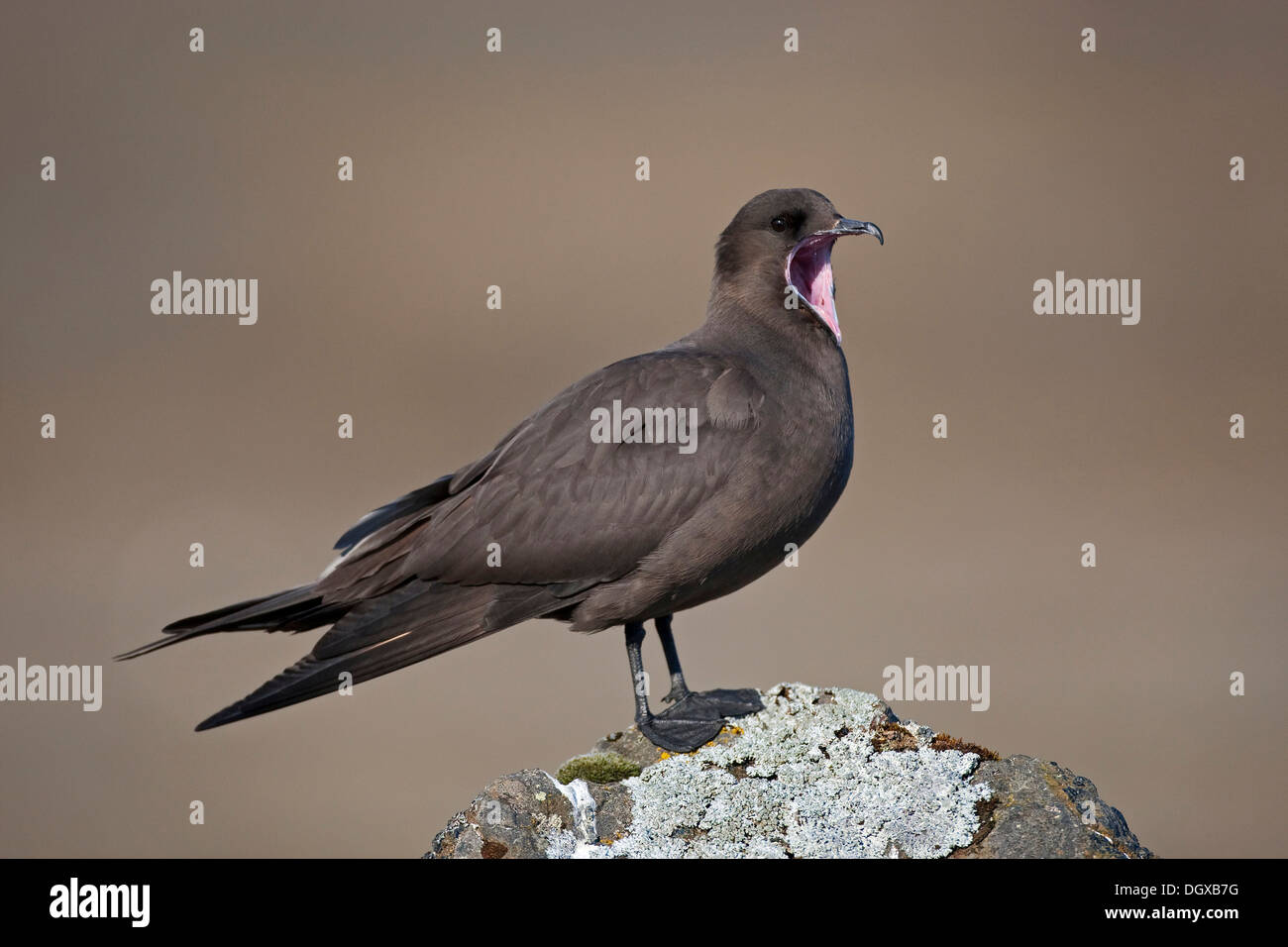 Arctic Skua (Stercorarius Parasiticus), dunkle braune Gefieder, Joekulsarlon, Island, Europa Stockfoto