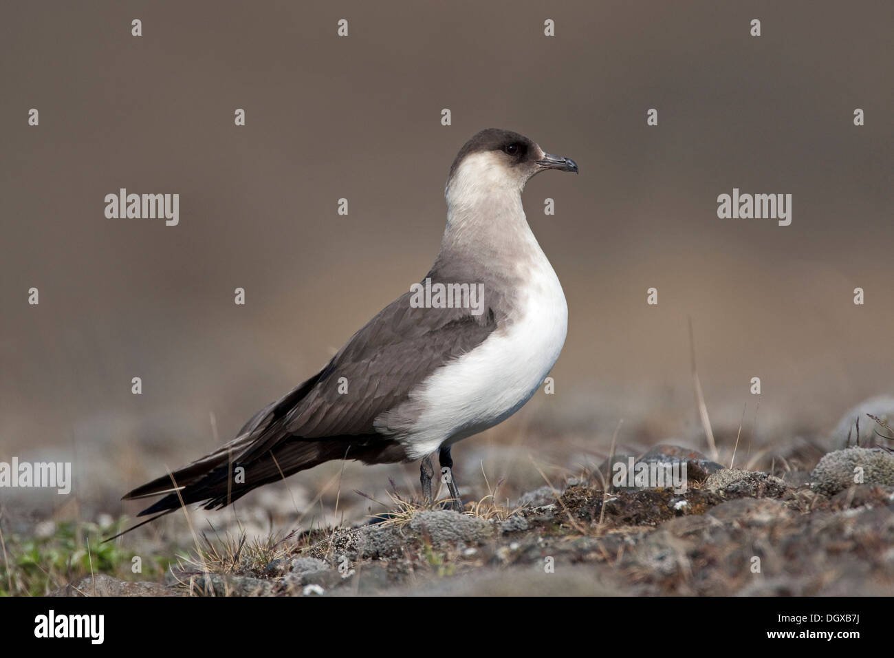 Arctic Skua (Stercorarius Parasiticus), leichte Gefieder, Joekulsarlon, Island, Europa Stockfoto