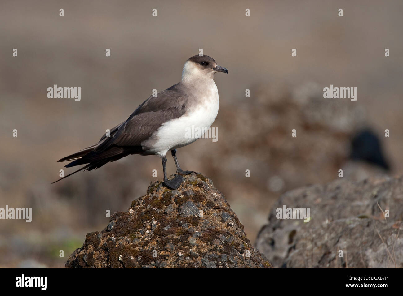 Arctic Skua (Stercorarius Parasiticus), leichte Gefieder, Joekulsarlon, Island, Europa Stockfoto