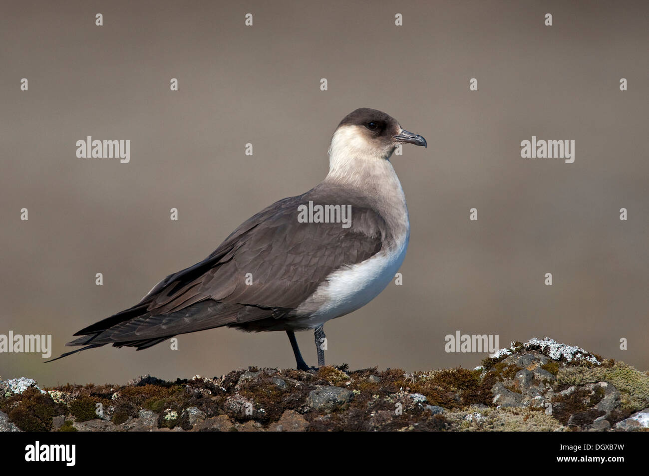 Arctic Skua (Stercorarius Parasiticus), leichte Gefieder, Joekulsarlon, Island, Europa Stockfoto