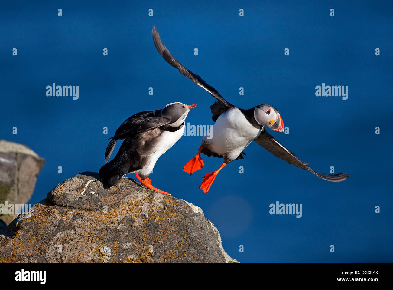 Papageientaucher (Fratercula Arctica), Insel Flatey, Island, Europa Stockfoto