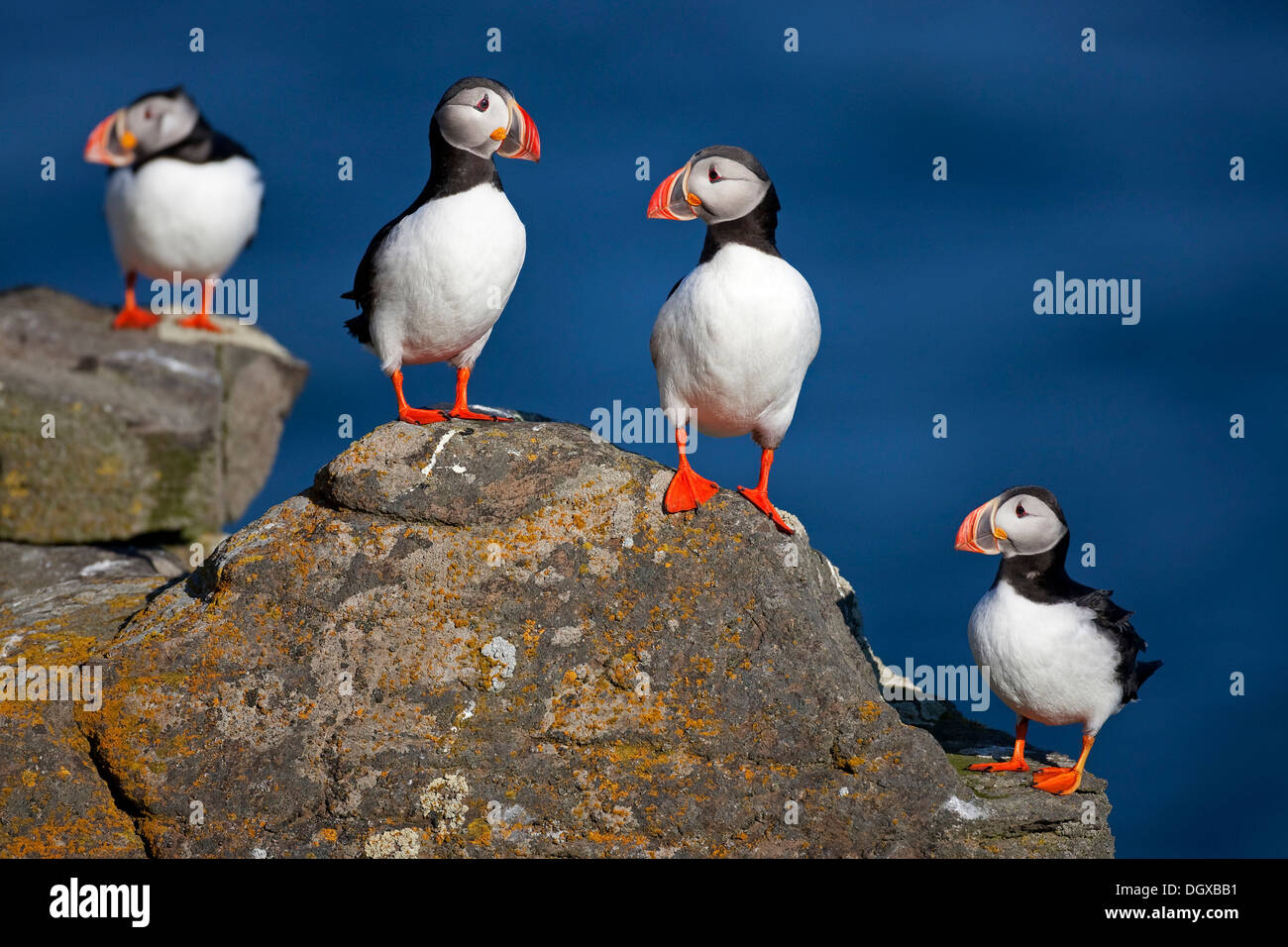 Papageitaucher (Fratercula Arctica), Insel Flatey, Island, Europa Stockfoto