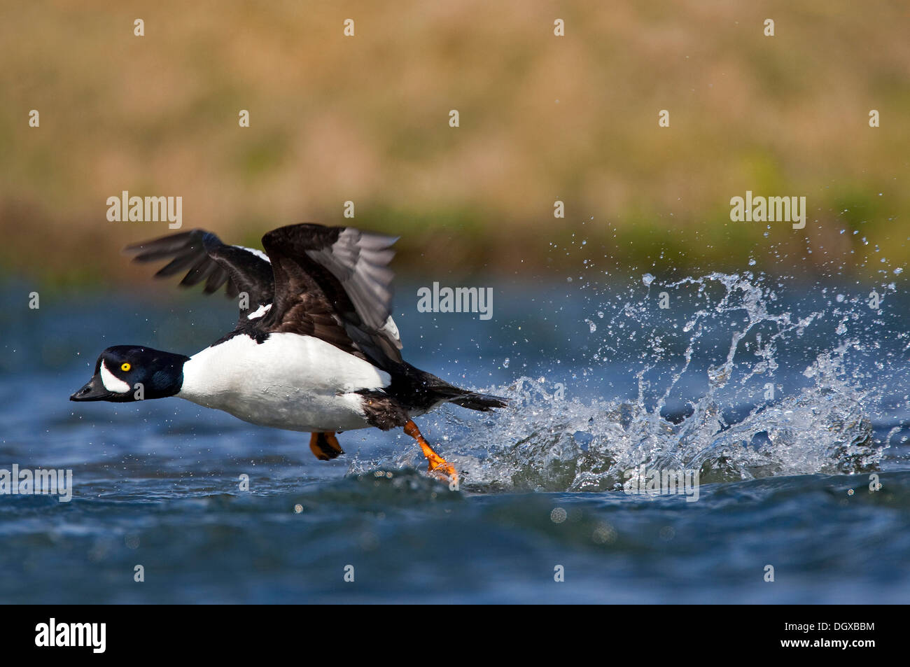 Barrow Goldeneye (Bucephala Islandica) Laxa River, Myvatn, Island, Europa Stockfoto