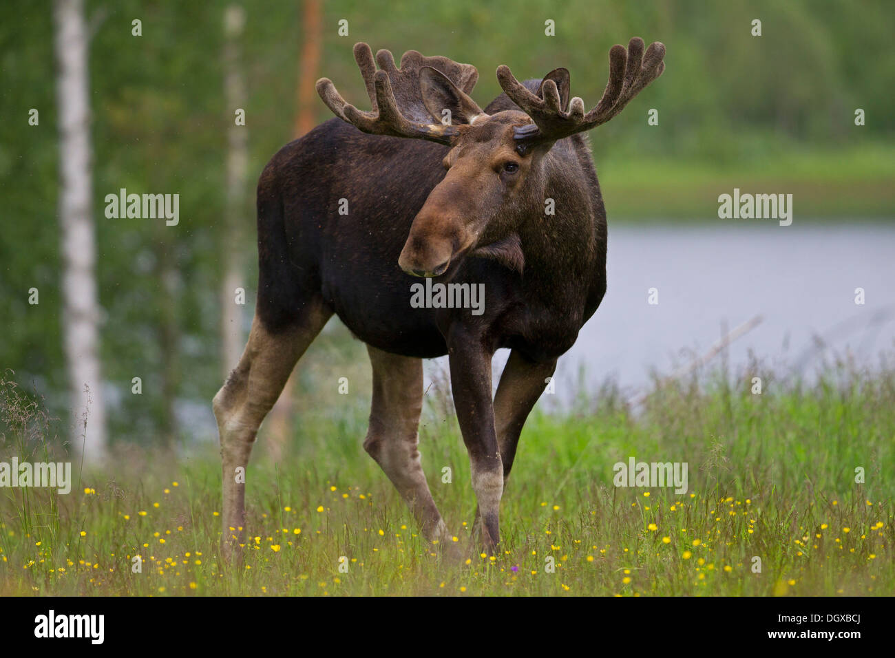 Eurasischen Elch (Alces Alces), Schweden, Europa Stockfoto