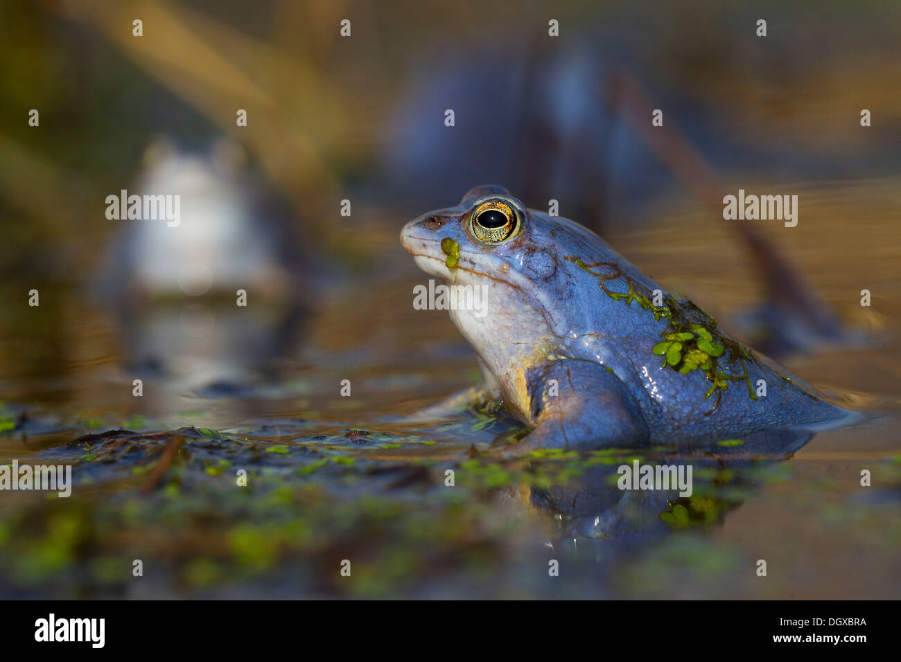 Moor Frosch (Rana Arvalis), Männchen während der Paarungszeit, Feldberg Seenplatte, Mecklenburg-Western Pomerania, Deutschland Stockfoto