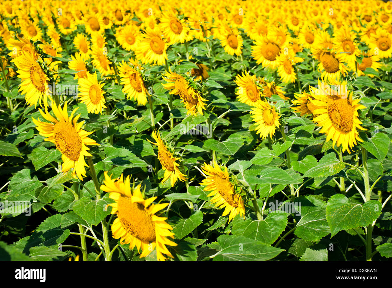 Sonnenblumenfeld. Natur-Hintergrund. Indien, Thamil Nadu Stockfoto