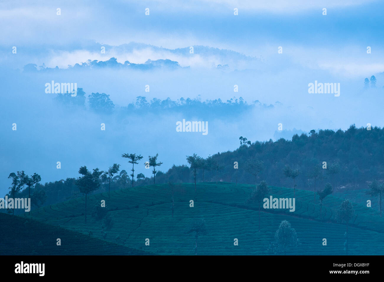 Sonnenaufgang mit Nebel bei Teeplantage. Munnar, Kerala, Indien. Natur-Hintergrund Stockfoto
