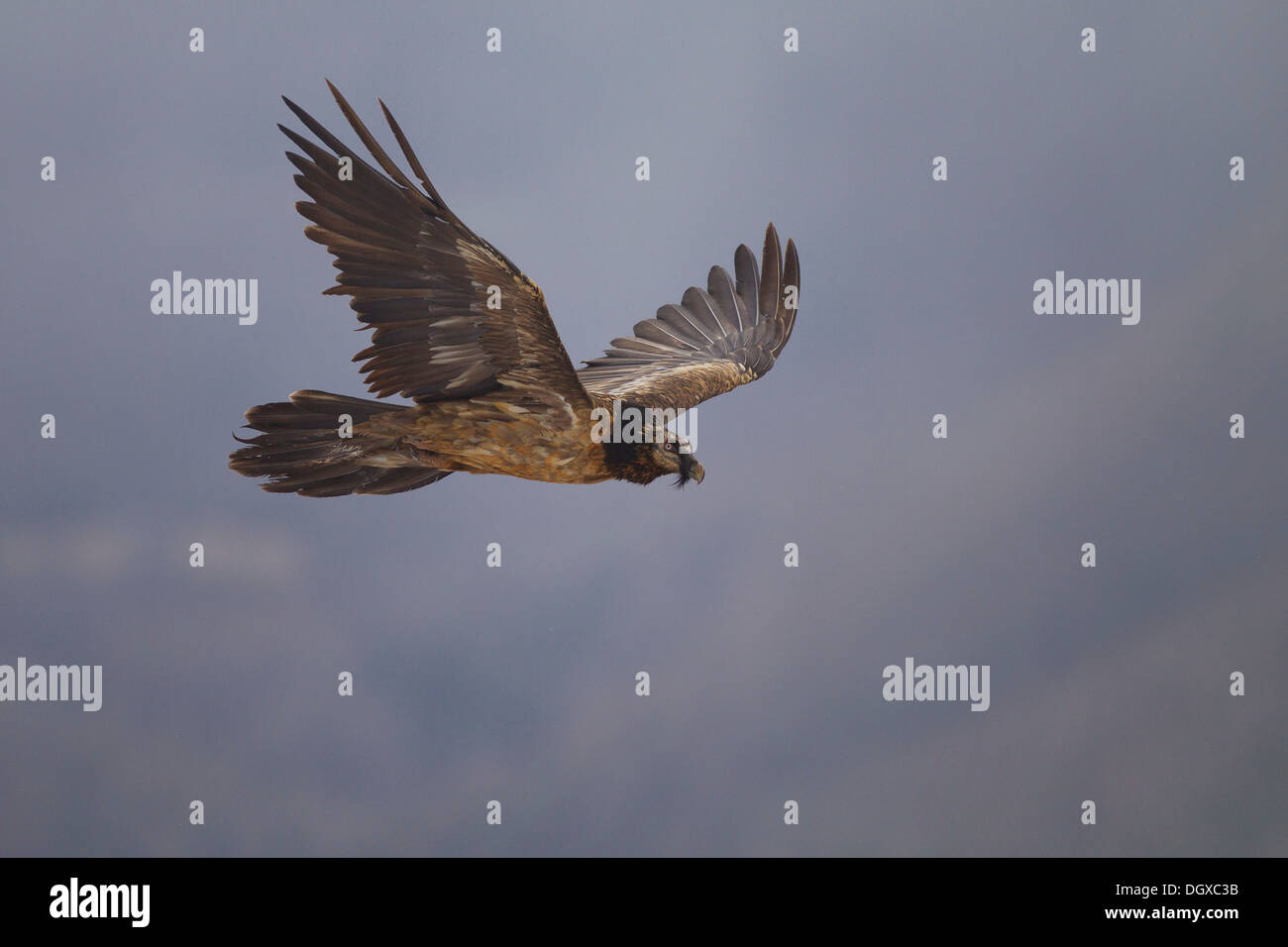 Bartgeier (sollten Barbatus), unreifen Vogel im Flug, Pyrenäen, Aragon, Spanien Stockfoto