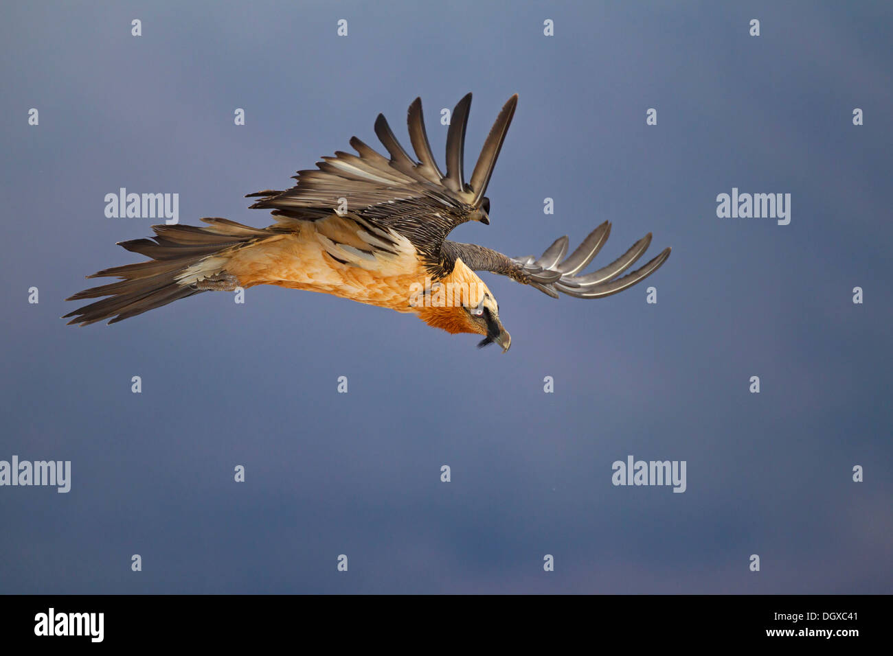Bartgeier (sollten Barbatus) Erwachsenen Vogel im Flug, Pyrenäen, Aragon, Spanien Stockfoto