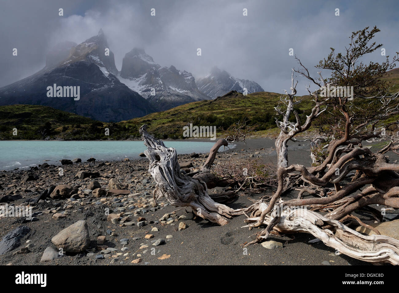 Totholz am Ufer eines Sees, Patagonien, Chile, Südamerika Stockfoto