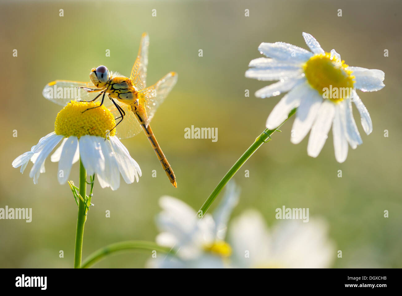 Darter (Sympetrum) auf Flower Kamille (Matricaria Recutita) Stockfoto