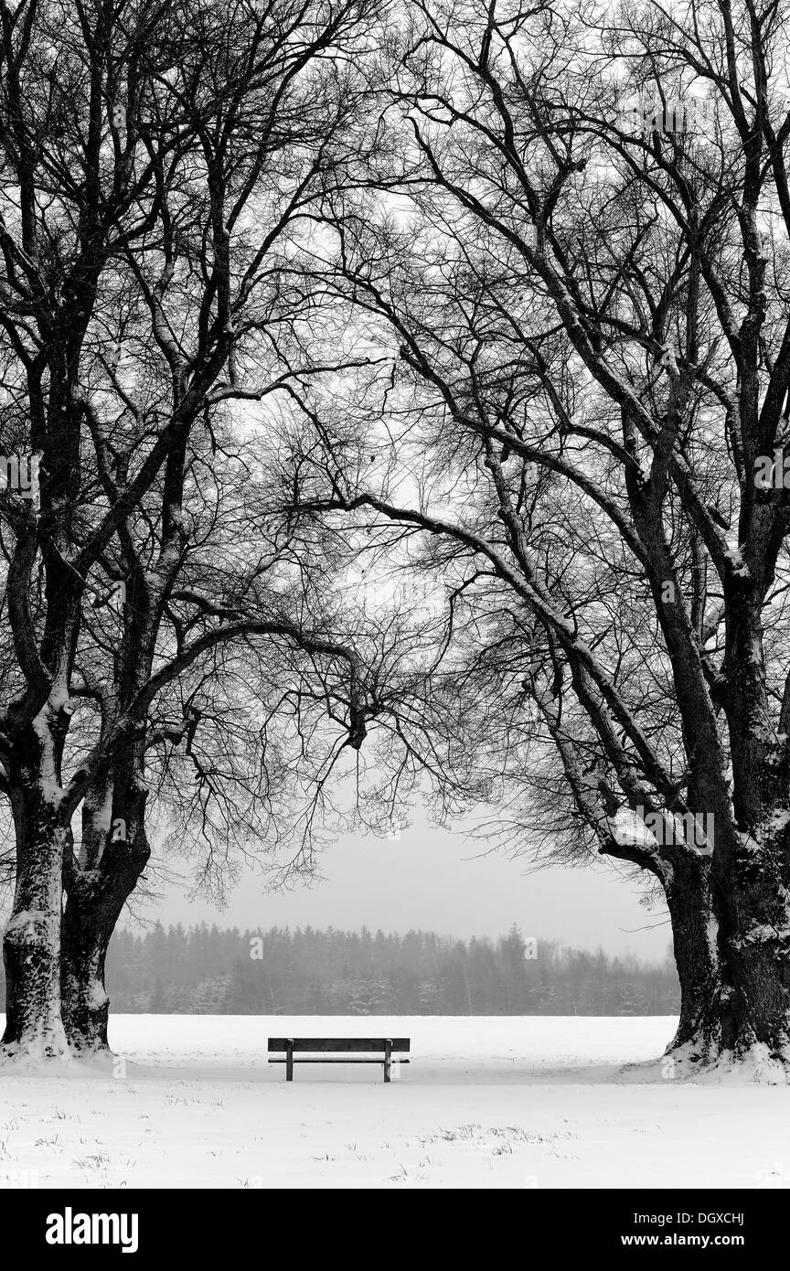 Bank zwischen alten Linden im Winter, Mindelheim, Unterallgaeu, Bayern Stockfoto