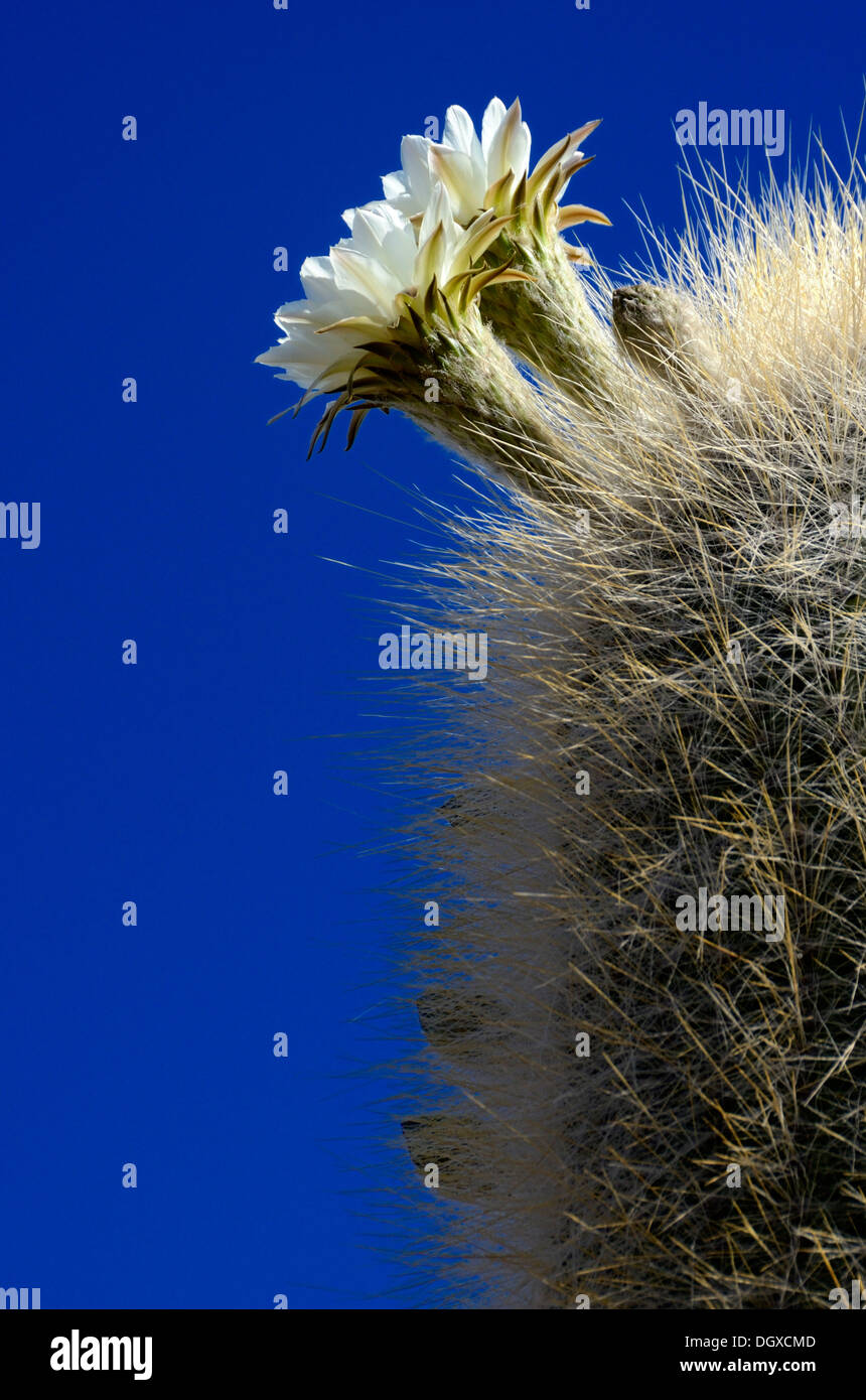 Blühender säulenartige Kaktus (Echinopsis Atacamensis) vor einem blauen Himmel, Uyuni, Bolivien, Südamerika Stockfoto