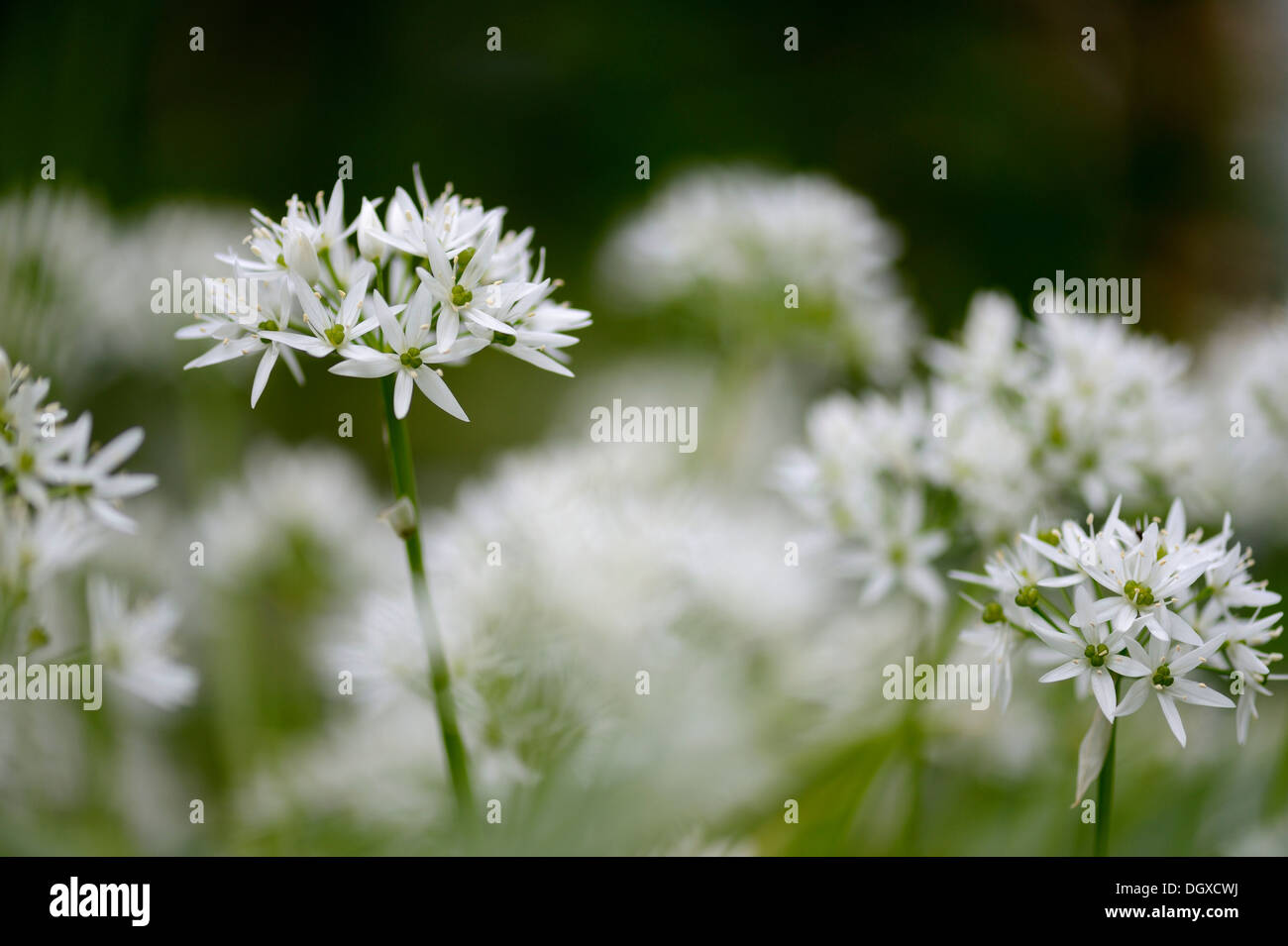 Wild Garlic Ramsoms Allium Ursinum Stockfotos und -bilder Kaufen - Alamy