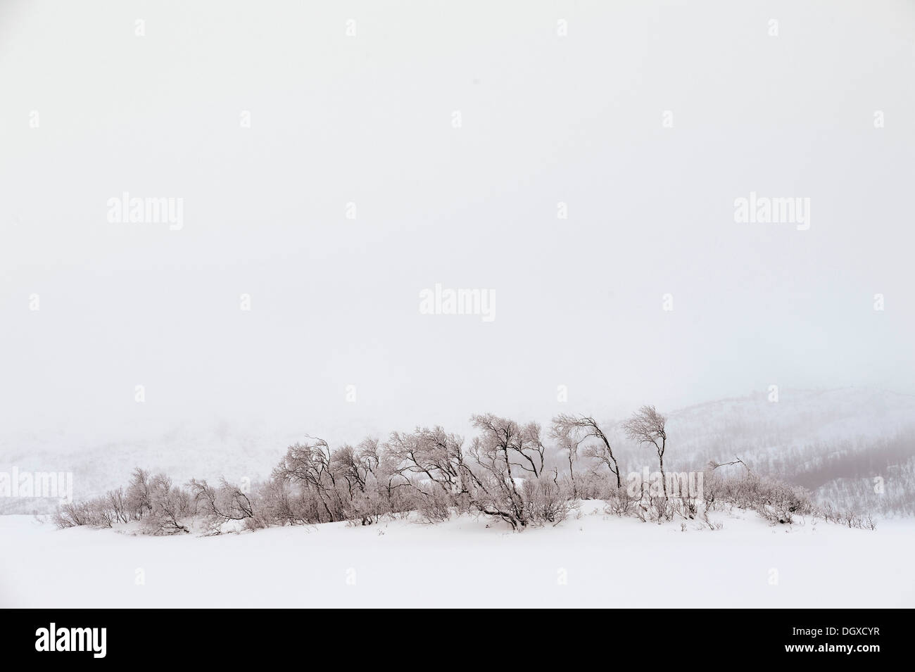 Baumgruppe in Schnee und Nebel, Troms, Tromsø, Nordnorwegen, Norwegen Stockfoto