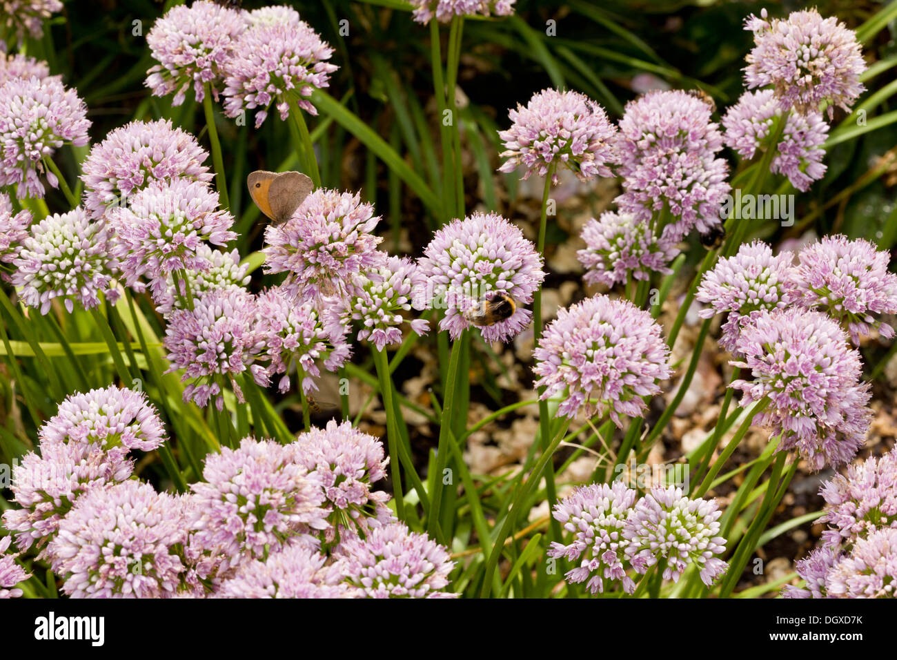 Maus-Knoblauch, Allium Angulosum in Blüte, Gartenpflanze, mit Wiese braun und Hummel. Stockfoto