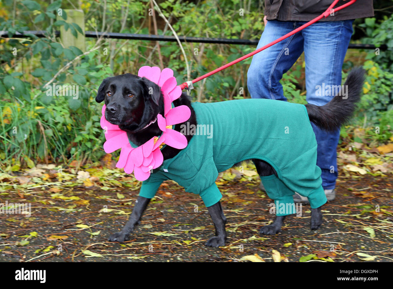 Dog in fancy dress Fotos und Bildmaterial in hoher Auflösung Alamy