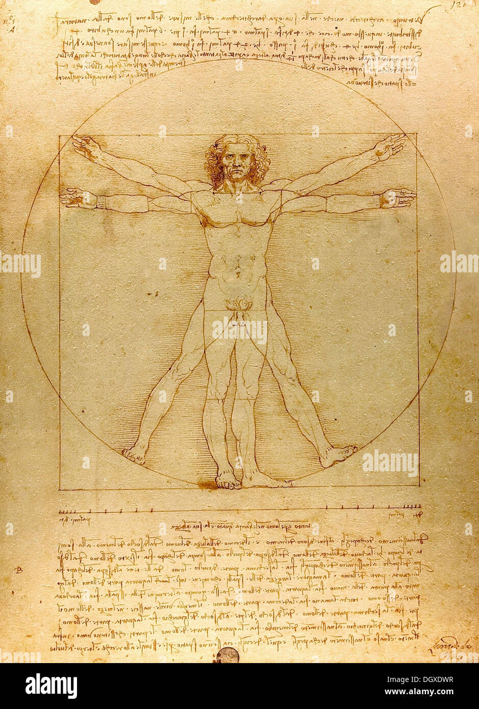 Der vitruvianische Mensch - von Leonardo da Vinci, 1490 Stockfoto