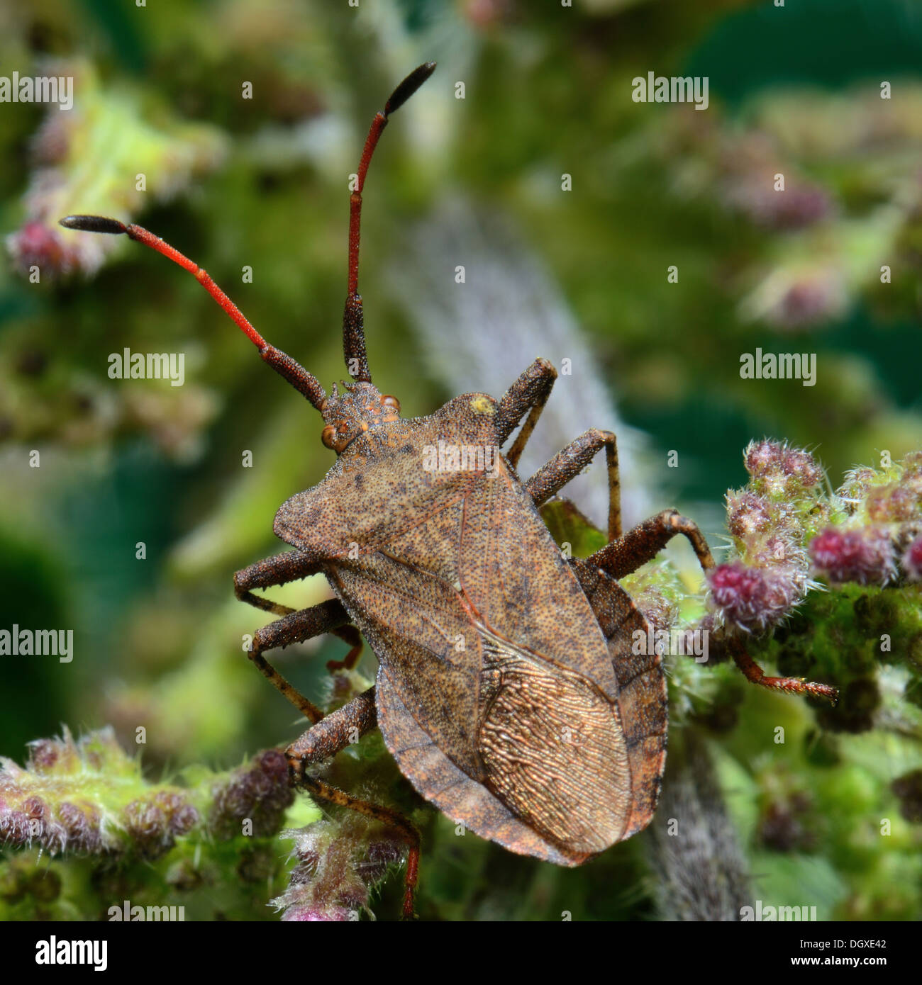 Dock Leaf Bug Coreus Marginatus eine Form des Schildes Fehler auf eine Brennnessel Blütenstiel. Hautnah. Essex, UK Stockfoto