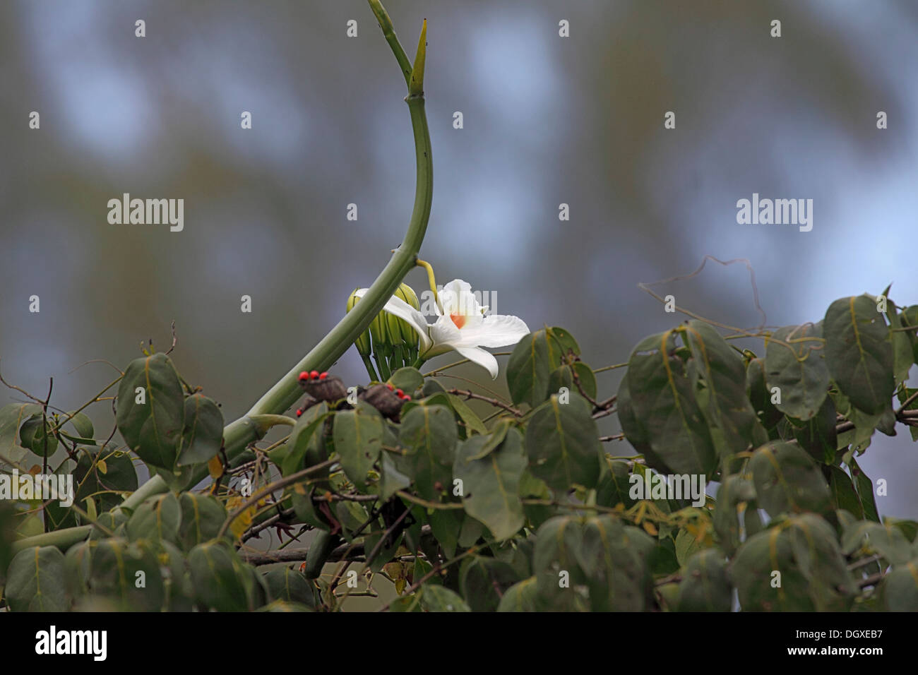 Vanille Orchidee Blüte in den Seychellen Stockfoto