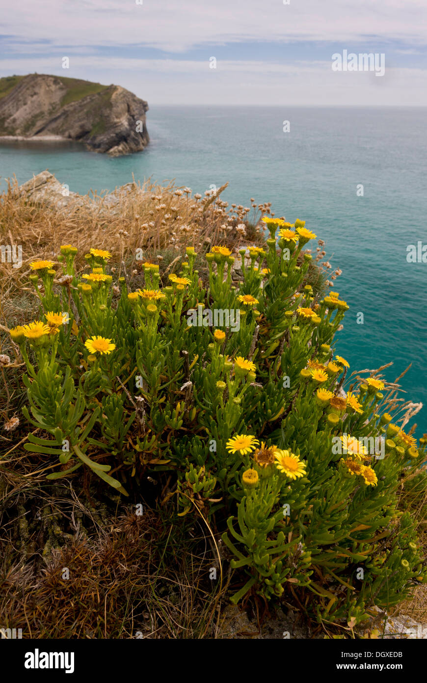 Golden-Queller, Inula Crithmoides an der Küste von Dorset Lulworth Cove. Stockfoto