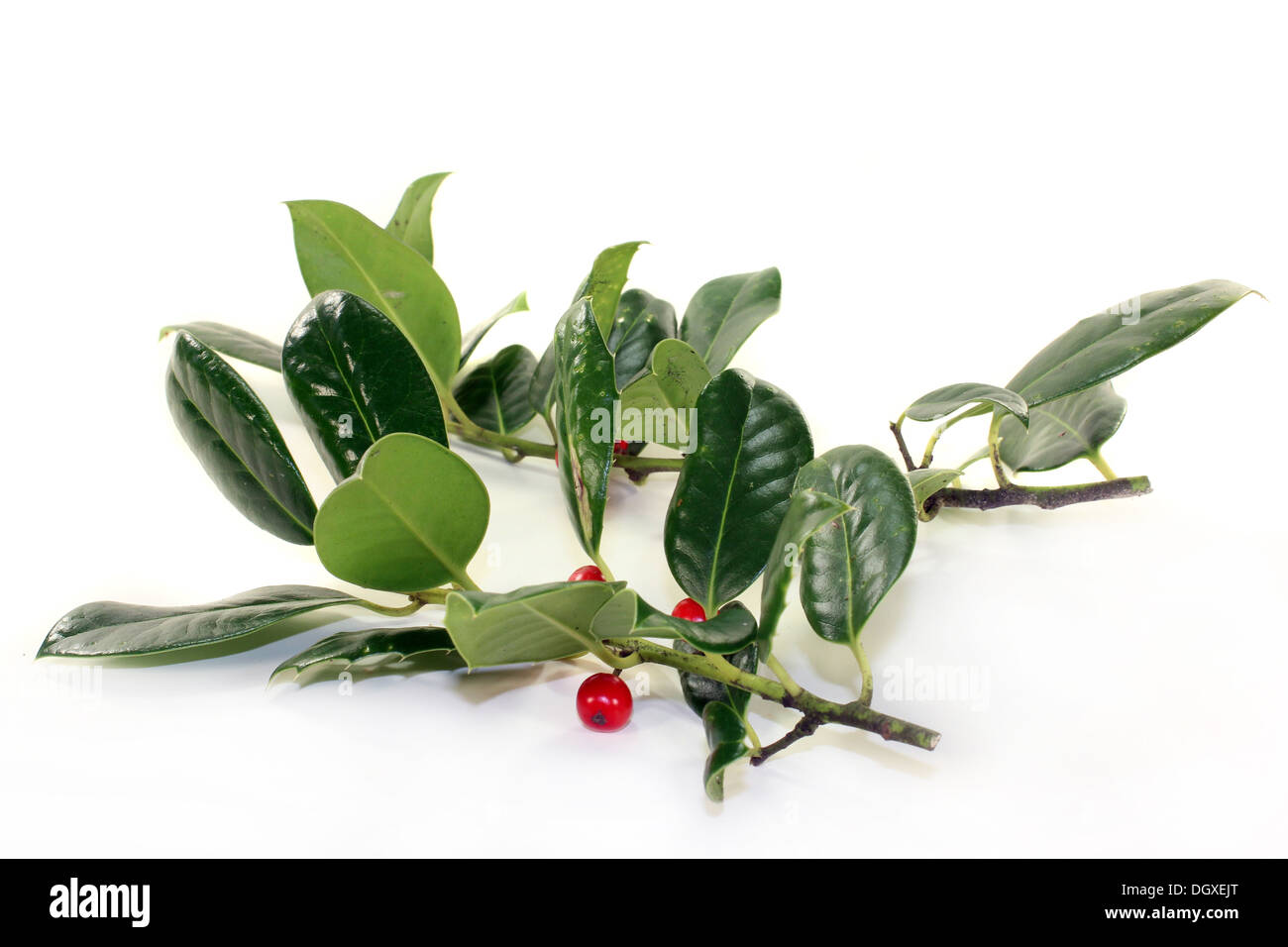 frische grüne Holly Zweige vor weißem Hintergrund Stockfoto