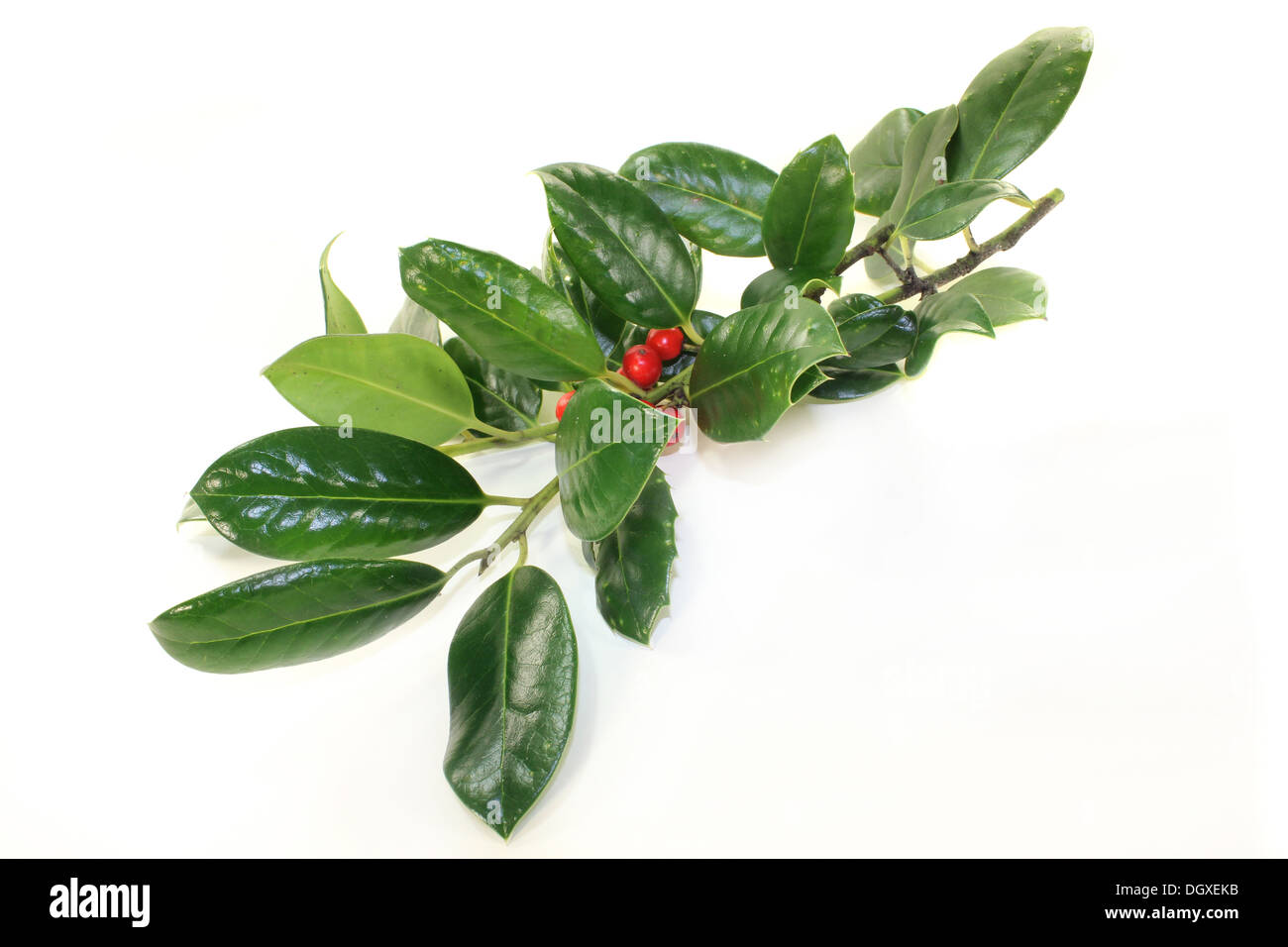 frische grüne Holly Zweige vor weißem Hintergrund Stockfoto