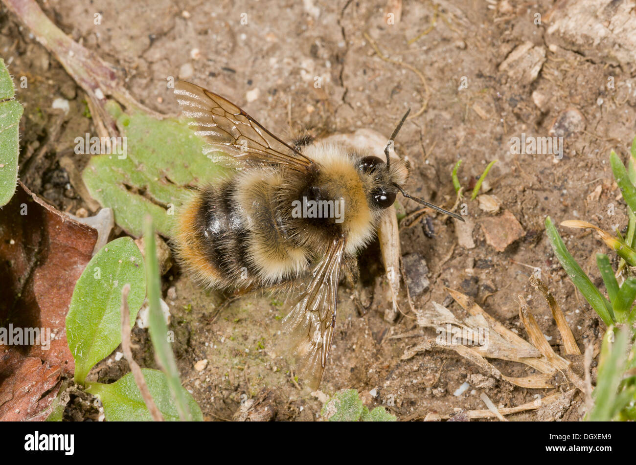 Schrille Carder Bee, Bombus Sylvarum auf dem Boden. Wilts. Stockfoto