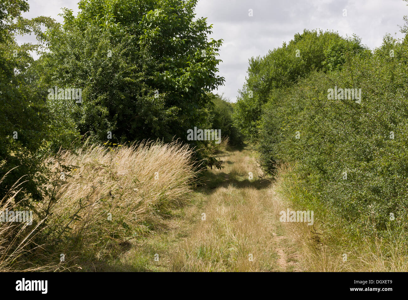 Ruhigen Landstraße mit Hecken und Straßenrändern, auf Kalk; Südseite der Salisbury Plain, Shipton Bellinger, Hants. Stockfoto