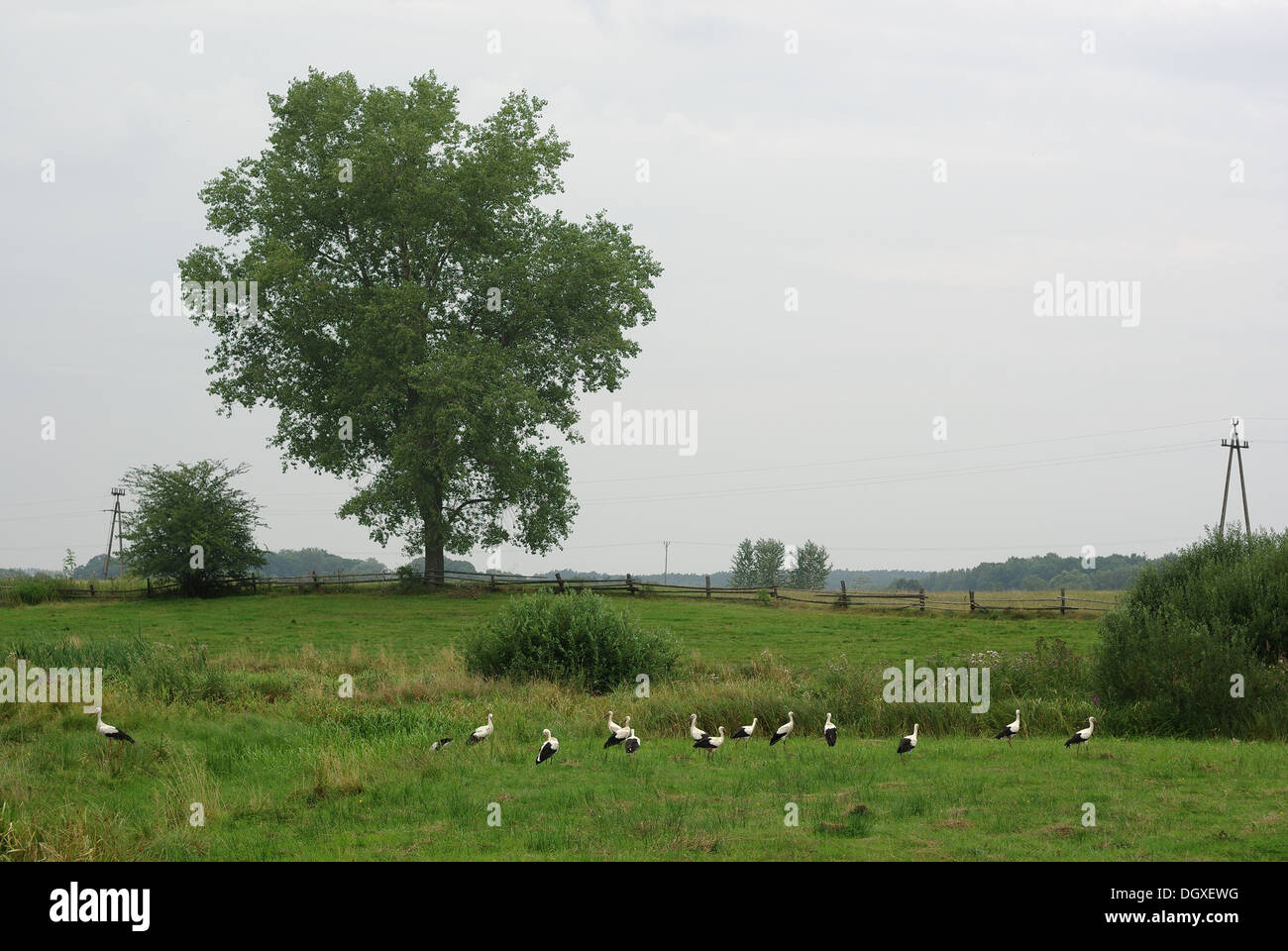 Gruppe auf Wiese Störche vor dem Take-off Stockfoto