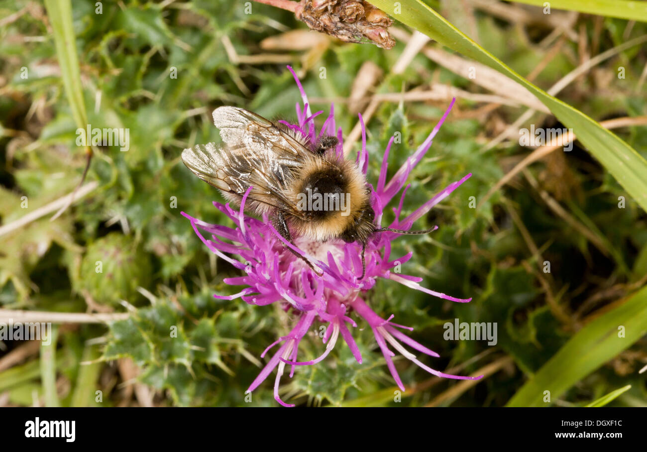 Schrille Carder Bee, Bombus Sylvarum auf Distel Blume; Salisbury Plain. Stockfoto